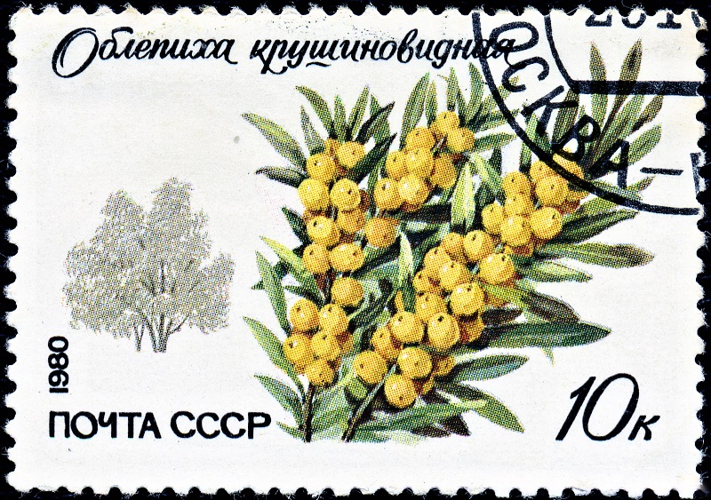 Oblepicha - rakytník na sovětské poštovní známce